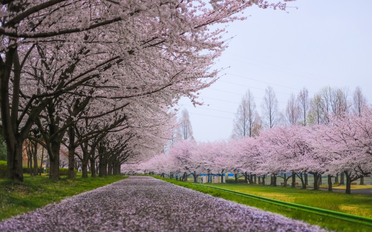 고화질배경화면Cherry_Blossom_Flowers_Tree_Path_Tree_1920x1200.jpg