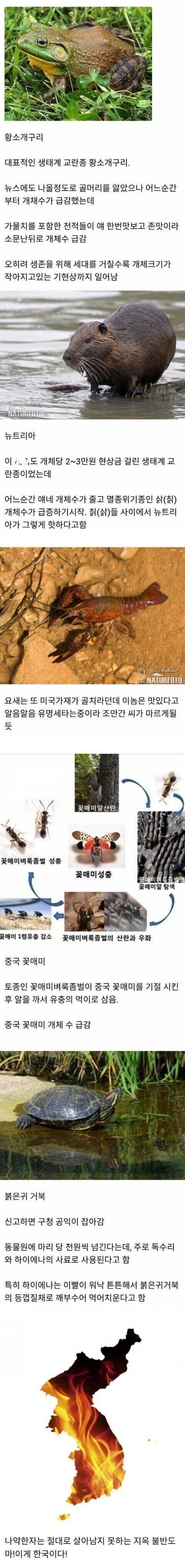 황소개구리 근황.jpg